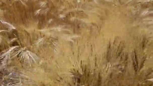 Пшеничные Шипы Голубое Небо Поле Спелое Желтое Небо Летом — стоковое видео