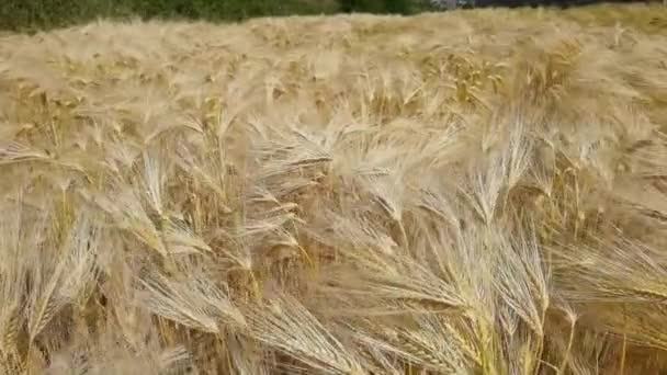 Trigo Picos Céu Azul Campo Céu Amarelo Maduro Verão — Vídeo de Stock