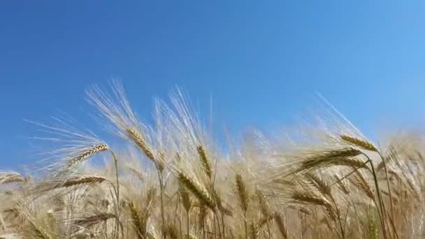 Tarwe Spikes Blauwe Lucht Het Veld Rijp Gele Lucht Zomer — Stockvideo