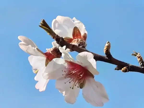 青空のアーモンドの木の花 — ストック写真