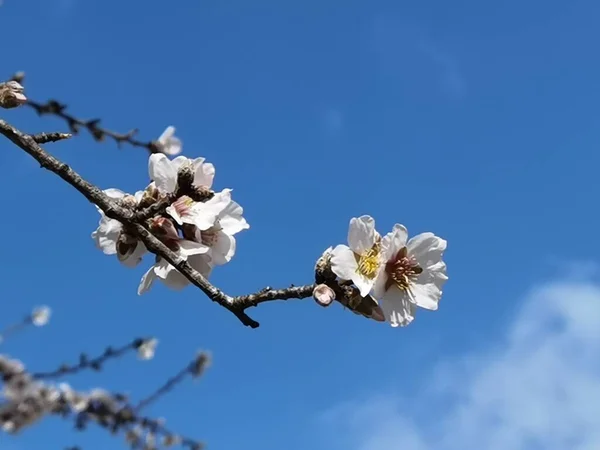 Mandelbaumblüten Blauen Himmel — Stockfoto