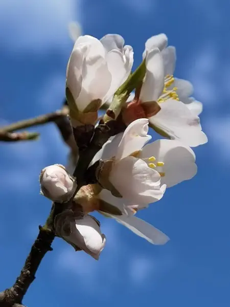Květy Mandlovníku Modré Obloze — Stock fotografie