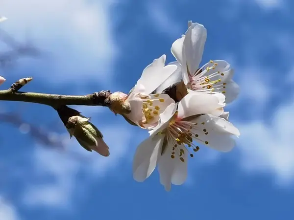 Bloemen Van Amandelboom Blauwe Lucht — Stockfoto