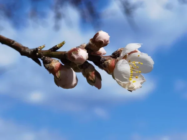 Flores Amendoeira Céu Azul — Fotografia de Stock