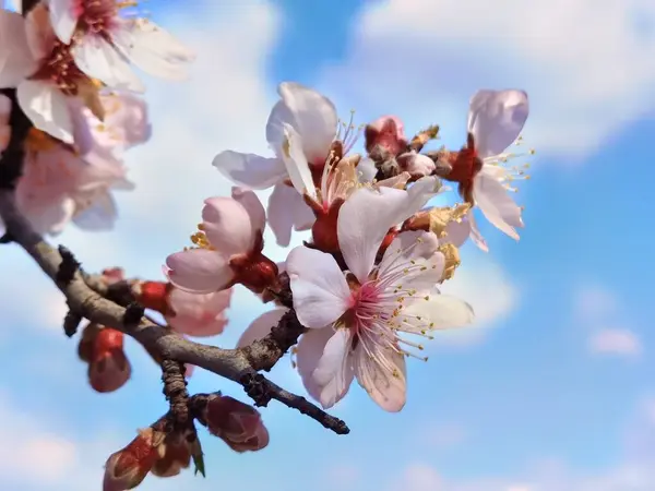 Badem Ağacının Mavi Gökyüzündeki Çiçekleri — Stok fotoğraf