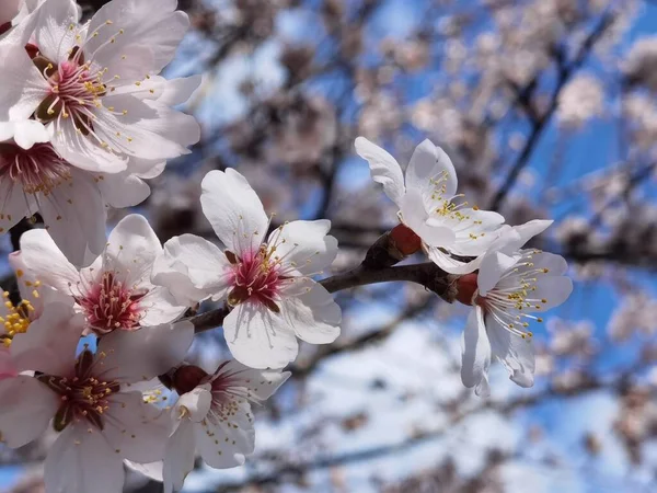 青空のアーモンドの木の花 — ストック写真