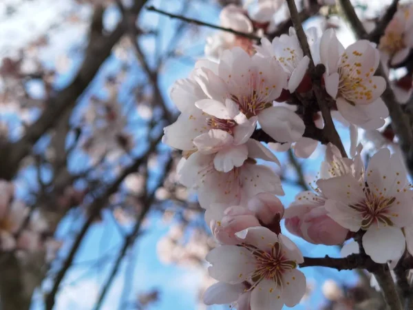 青空のアーモンドの木の花 — ストック写真