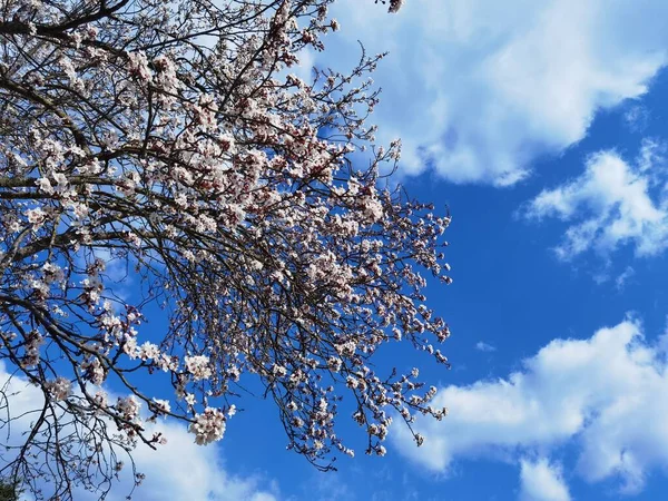 Mandelbaumblüten Blauen Himmel — Stockfoto