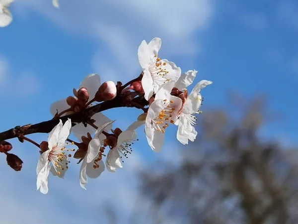Kwiaty Drzewa Migdałowego Błękitnym Niebie — Zdjęcie stockowe