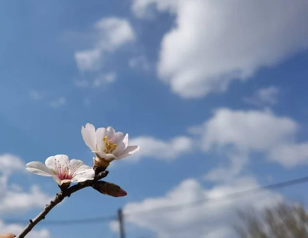 Flores Amendoeira Céu Azul — Fotografia de Stock