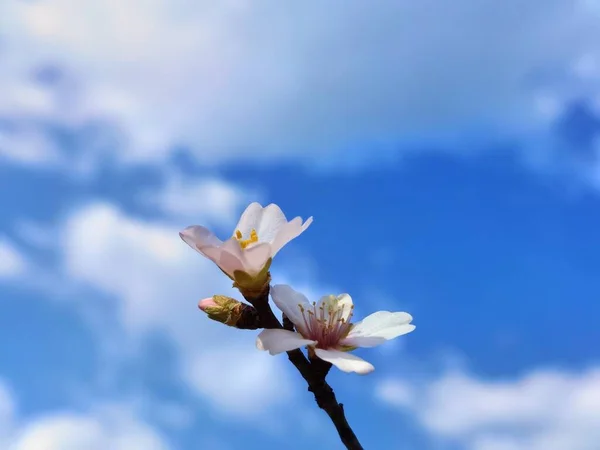Badem Ağacının Mavi Gökyüzündeki Çiçekleri — Stok fotoğraf