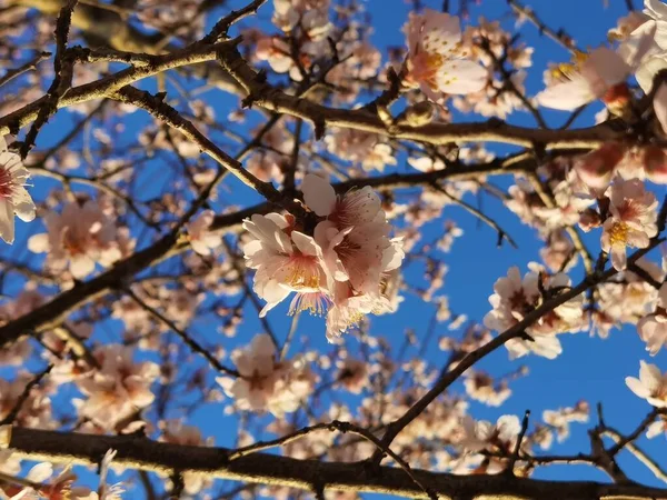 Flores Almendro Cielo Azul — Foto de Stock