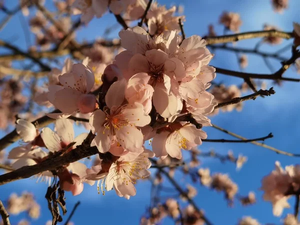 蓝天的杏树花 — 图库照片