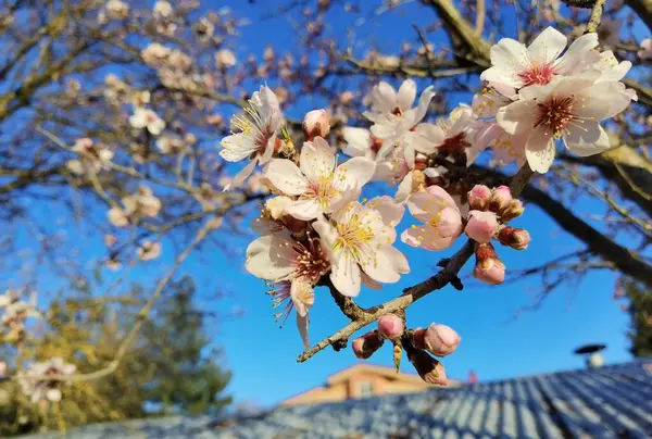 Fleurs Amandier Dans Ciel Bleu — Photo