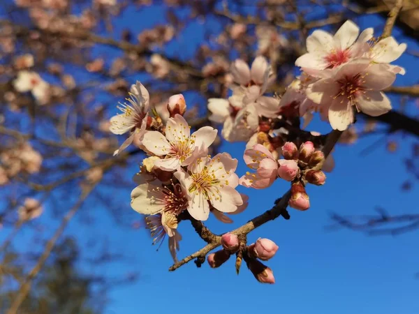 青空のアーモンドの木の花 — ストック写真