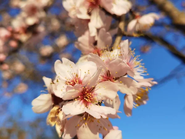 青空のアーモンドの木の花 — ストック写真