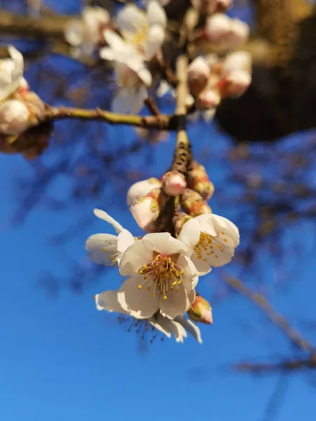 Flores Amendoeira Céu Azul — Fotografia de Stock