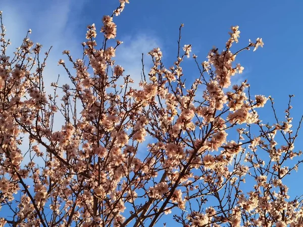 青空のアーモンドの木の花 — ストック写真