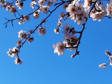 İlkbaharda parlak mavi gökyüzü arkaplanlı damon ağacı çiçekleri 