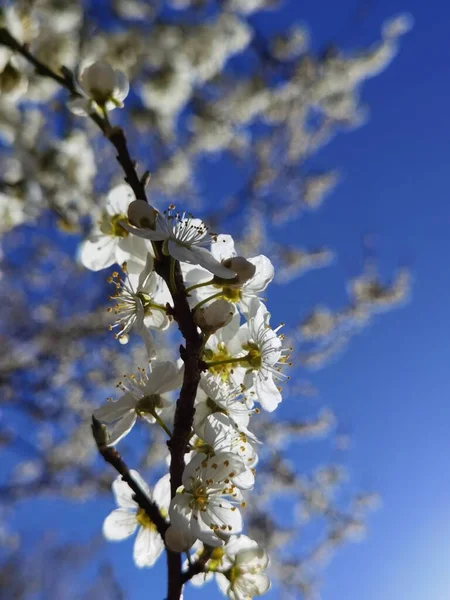 春天的菊花 蓝蓝的天空背景 — 图库照片