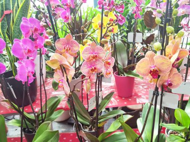 orkideler orkide çiçekleri renk arkaplanı satmak için dükkanda birçok renk 