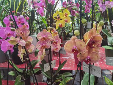 orkideler orkide çiçekleri renk arkaplanı satmak için dükkanda birçok renk 