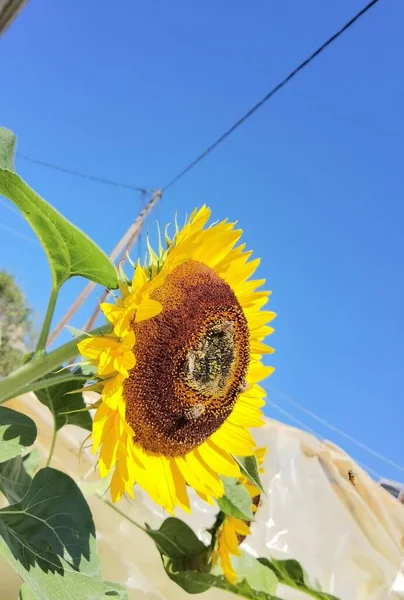 Tournesols Pollen Abeilles Dans Vert Fond Nature Été — Photo