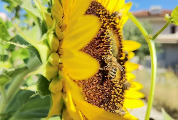 緑の背景の中のひまわりの花粉ミツバチ夏 — ストック写真