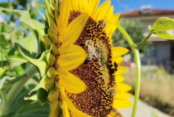 緑の背景の中のひまわりの花粉ミツバチ夏 — ストック写真
