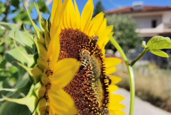 Solrosor Pollen Bin Grön Bakgrund Natur Sommar — Stockfoto