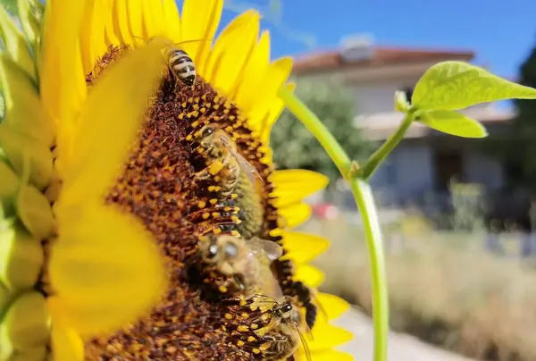 Slunečnice Pyl Včely Zeleném Pozadí Příroda Léto — Stock fotografie