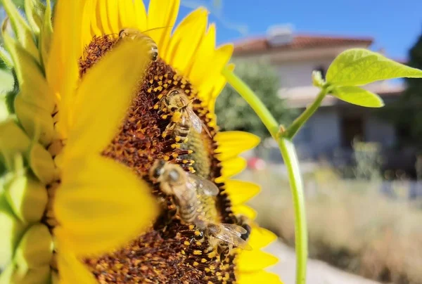 Girasoles Polen Abejas Verde Fondo Naturaleza Verano — Foto de Stock