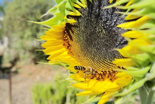 Slunečnice Pyl Včely Zeleném Pozadí Příroda Léto — Stock fotografie