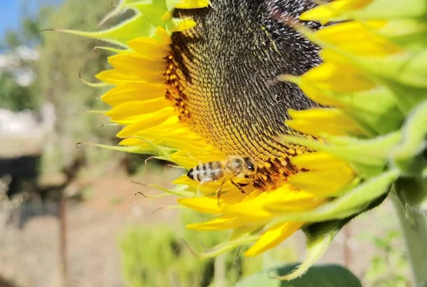 Napraforgó Virágpor Méhek Zöld Háttér Természet Nyár — Stock Fotó