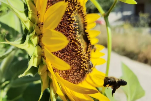 Solrosor Pollen Bin Grön Bakgrund Natur Sommar — Stockfoto