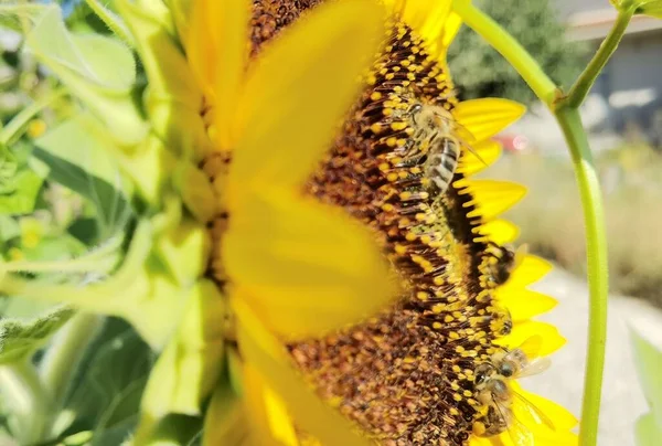 Tournesols Pollen Abeilles Dans Vert Fond Nature Été — Photo