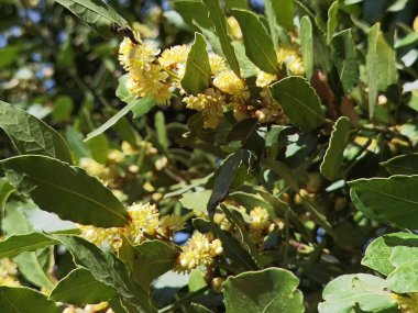 İlkbahar mevsimi bitkilerinde mavi gökyüzünde defne defne yaprakları ve çiçekler izole edilmiş. 