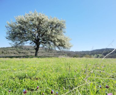 Bahar mevsiminde yeşil bir çayırda çiçekli ağaç 