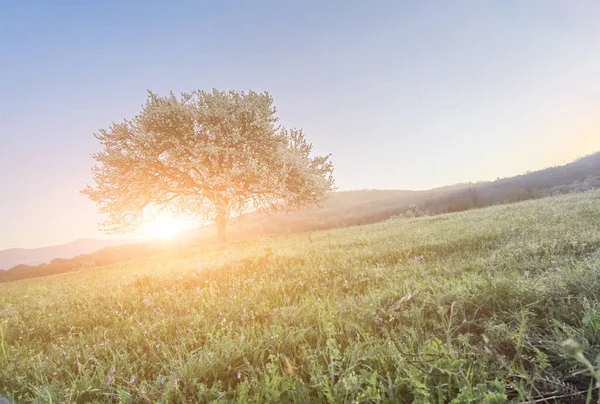 Bahar mevsiminde yeşil bir çayırda çiçekli ağaç 