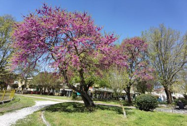 Paskalya bahar mevsiminde ioannina şehrinde pembe çiçekli kırmızı tomurcuklar, Yunanistan