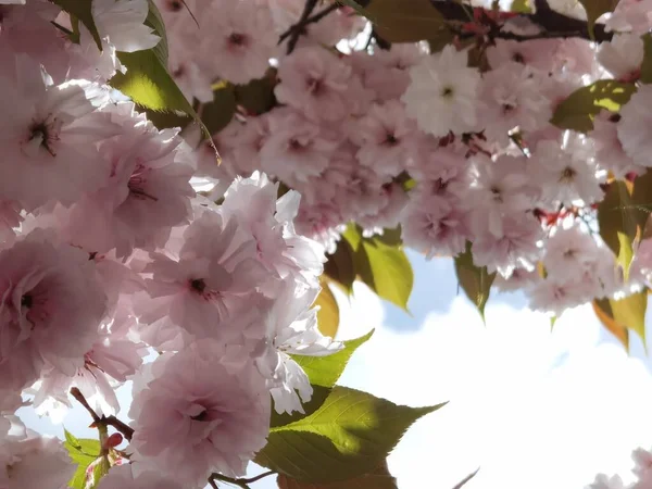 Ροζ Λουλούδια Από Ιαπωνική Κερασιά Διακοσμητικό Μπλε Ουρανό Και Φύλλα — Φωτογραφία Αρχείου