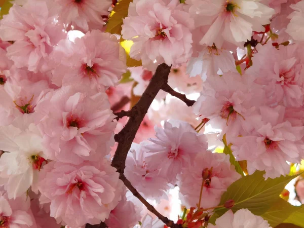 Ροζ Λουλούδια Από Ιαπωνική Κερασιά Διακοσμητικό Μπλε Ουρανό Και Φύλλα — Φωτογραφία Αρχείου