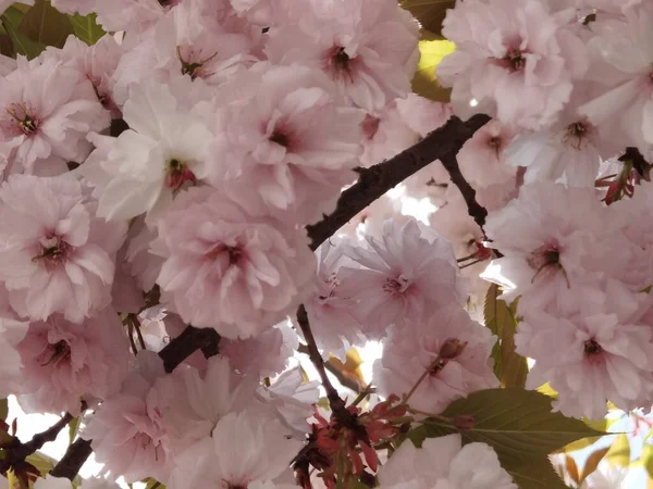 Bloemen Roze Van Japanse Kersenboom Sier Blauwe Hemel Bladeren Voor — Stockfoto