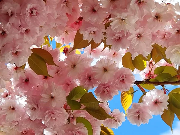 Virágok Rózsaszín Japán Cseresznyefa Dísz Kék Levelek Háttér — Stock Fotó