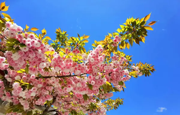 Flores Rosa Cerezo Japonés Cielo Azul Ornamental Hojas Para Fondo — Foto de Stock