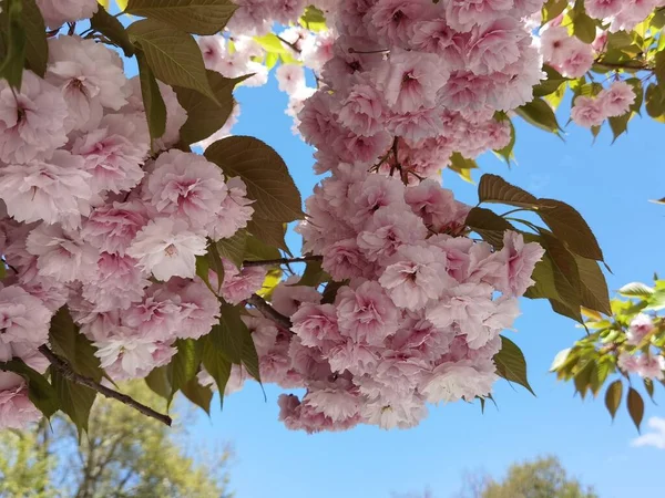 Flowers Pink Japanish Cherry Tree Ornamental Blue Sky Leaves Background — ストック写真
