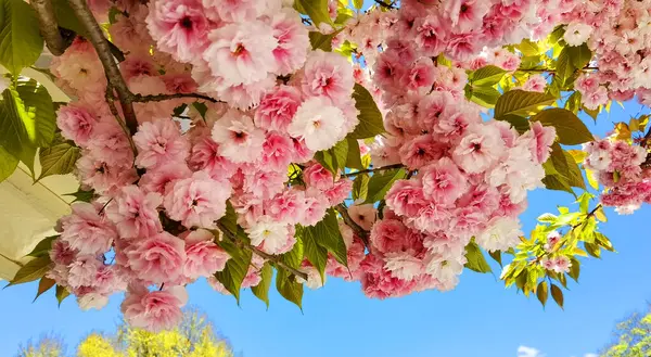 스페인 벚나무의 분홍색 배경으로 나뭇잎을 장식하고 — 스톡 사진