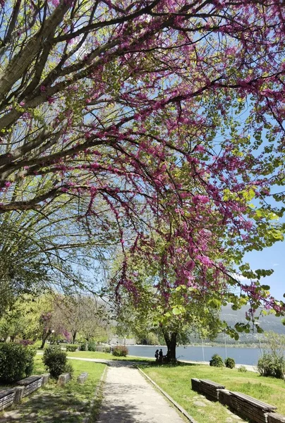 Красные Почки Деревья Розовыми Цветами Пасхальный Весенний Сезон Городе Янина — стоковое фото