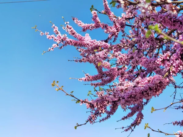 Bourgeons Rouges Des Arbres Avec Des Fleurs Roses Dans Saison — Photo