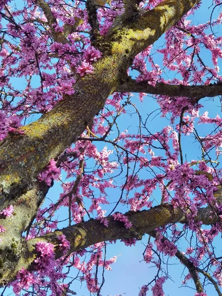 希腊爱奥尼亚纳市的红芽树 在春季的复活节开粉红色的花 — 图库照片